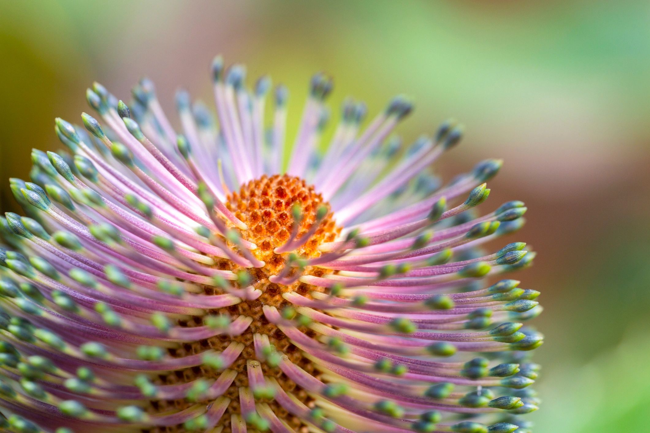Close-up of a banksia bloom with soft background
