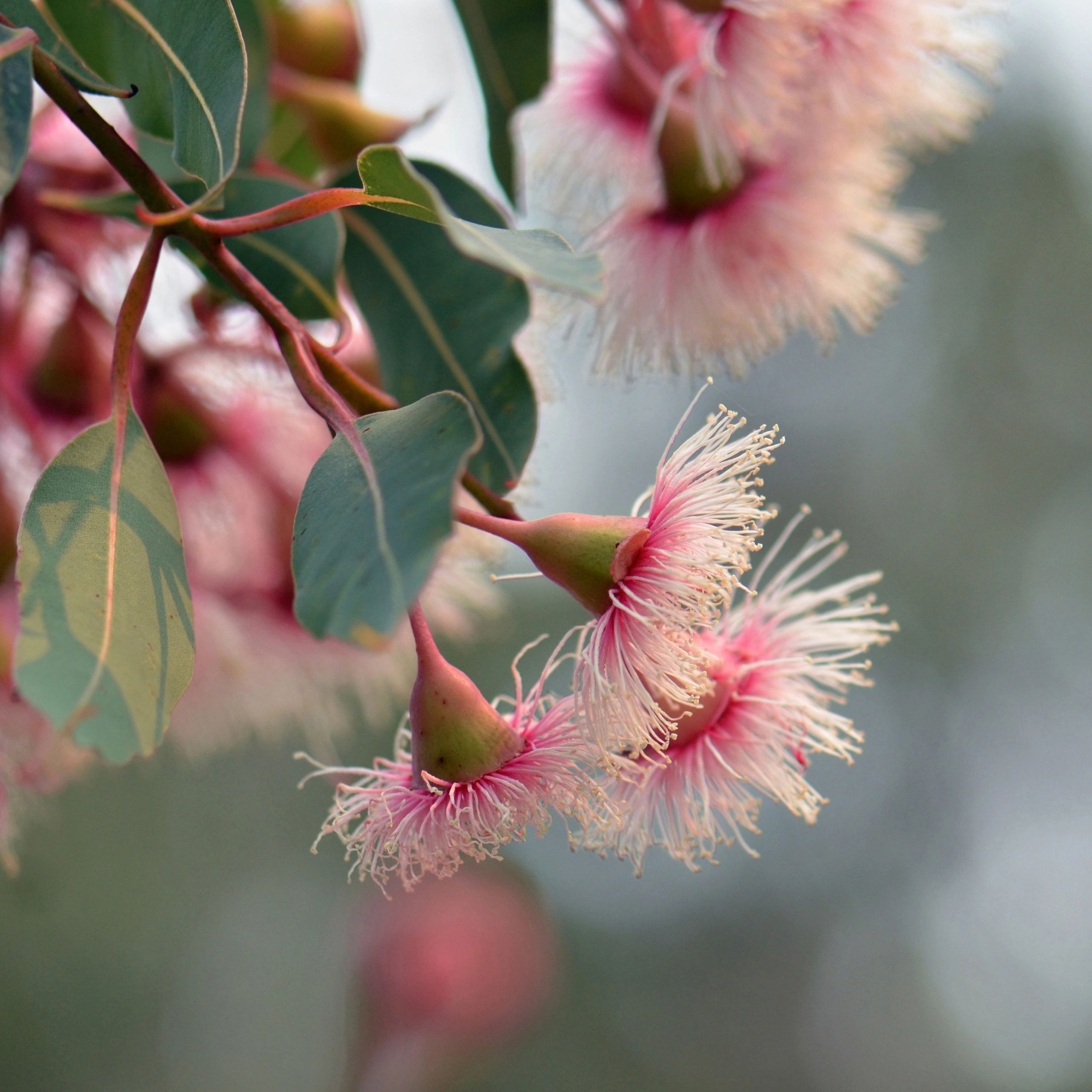 Close-up of pink and white Australian native gum tree blossoms