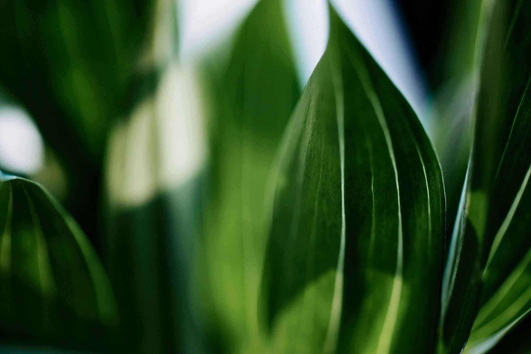 Abstract close-up of green leaves in sunlight