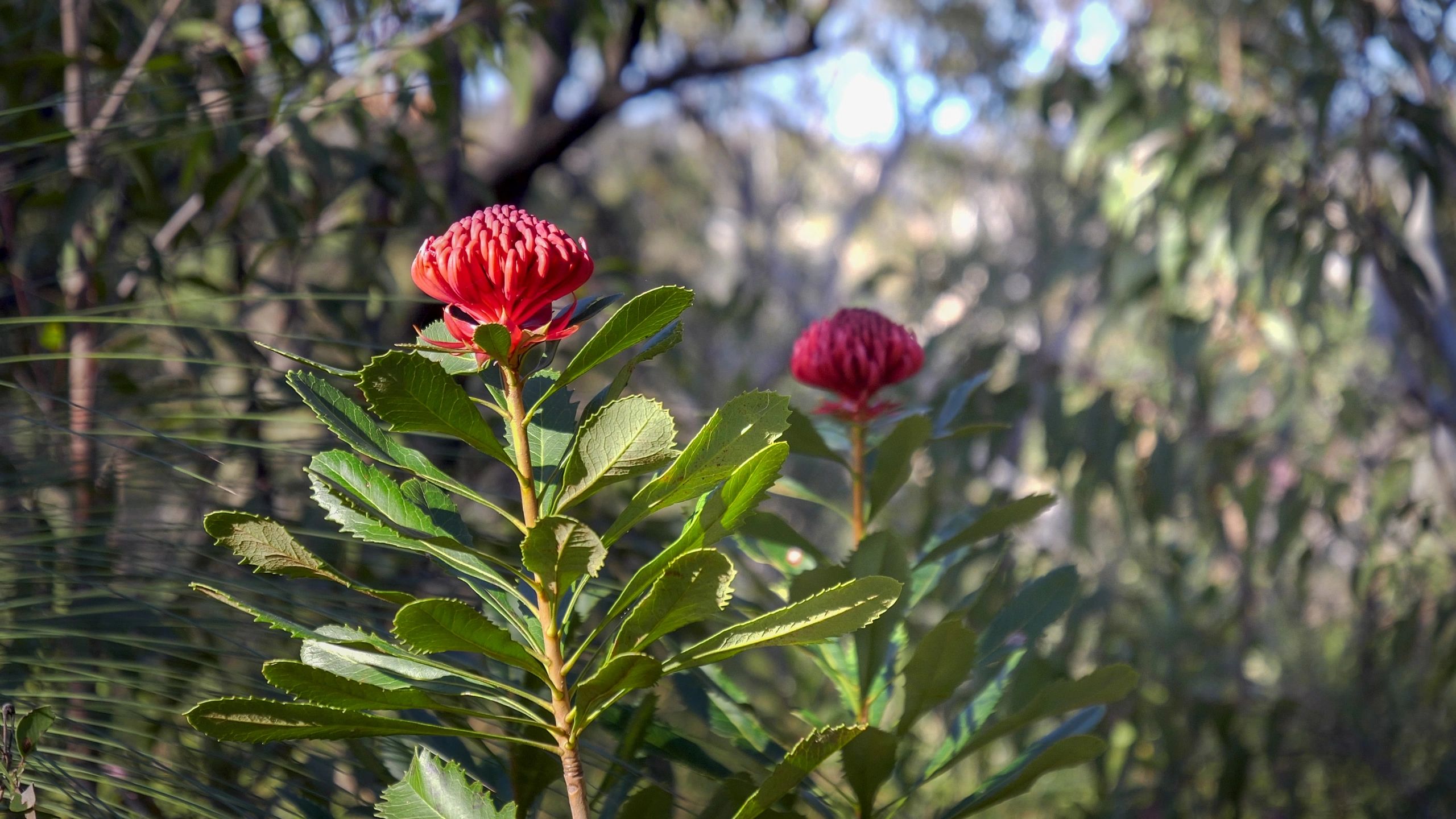 Two waratah plants in bloom in Australian national park