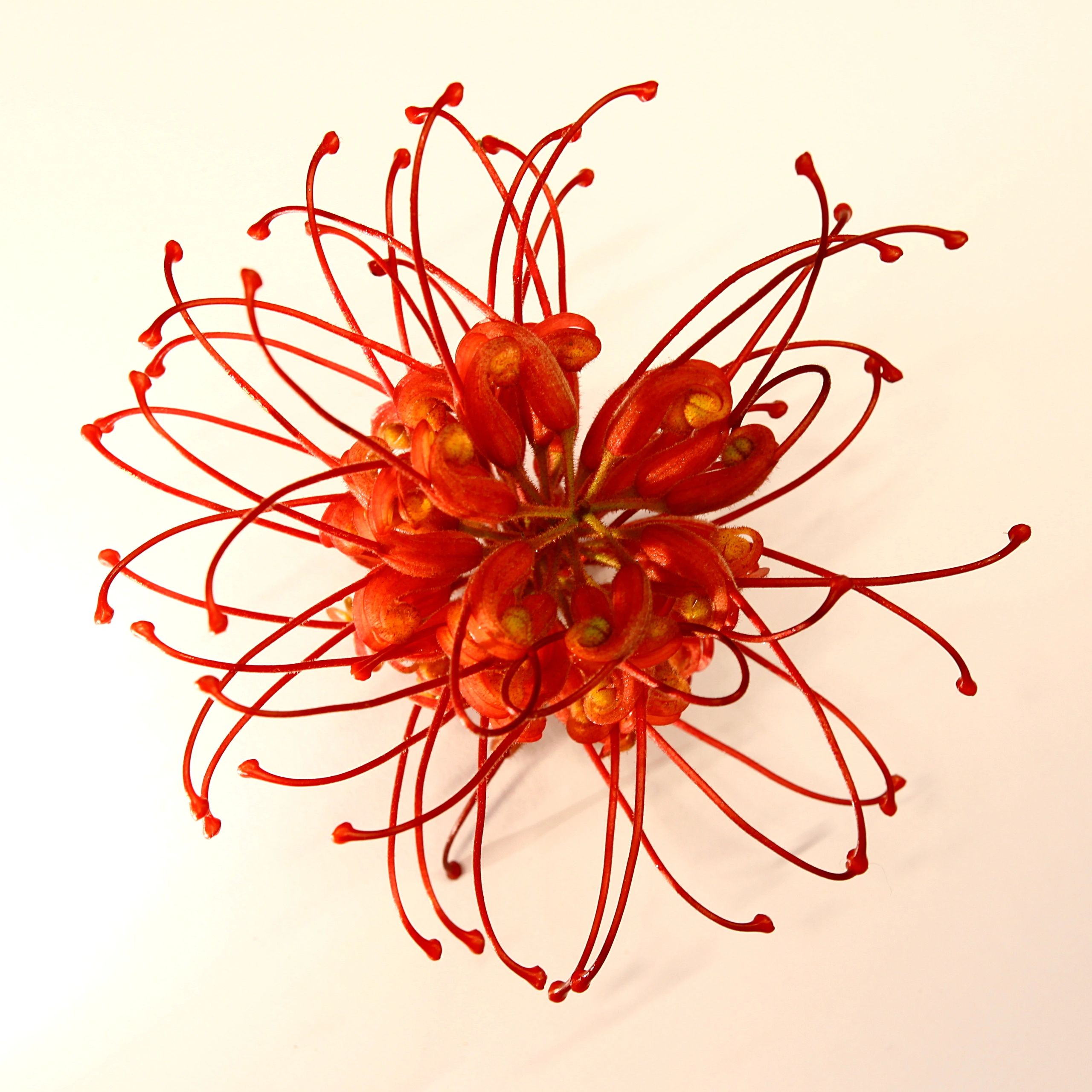 Grevillea flower detail on white background