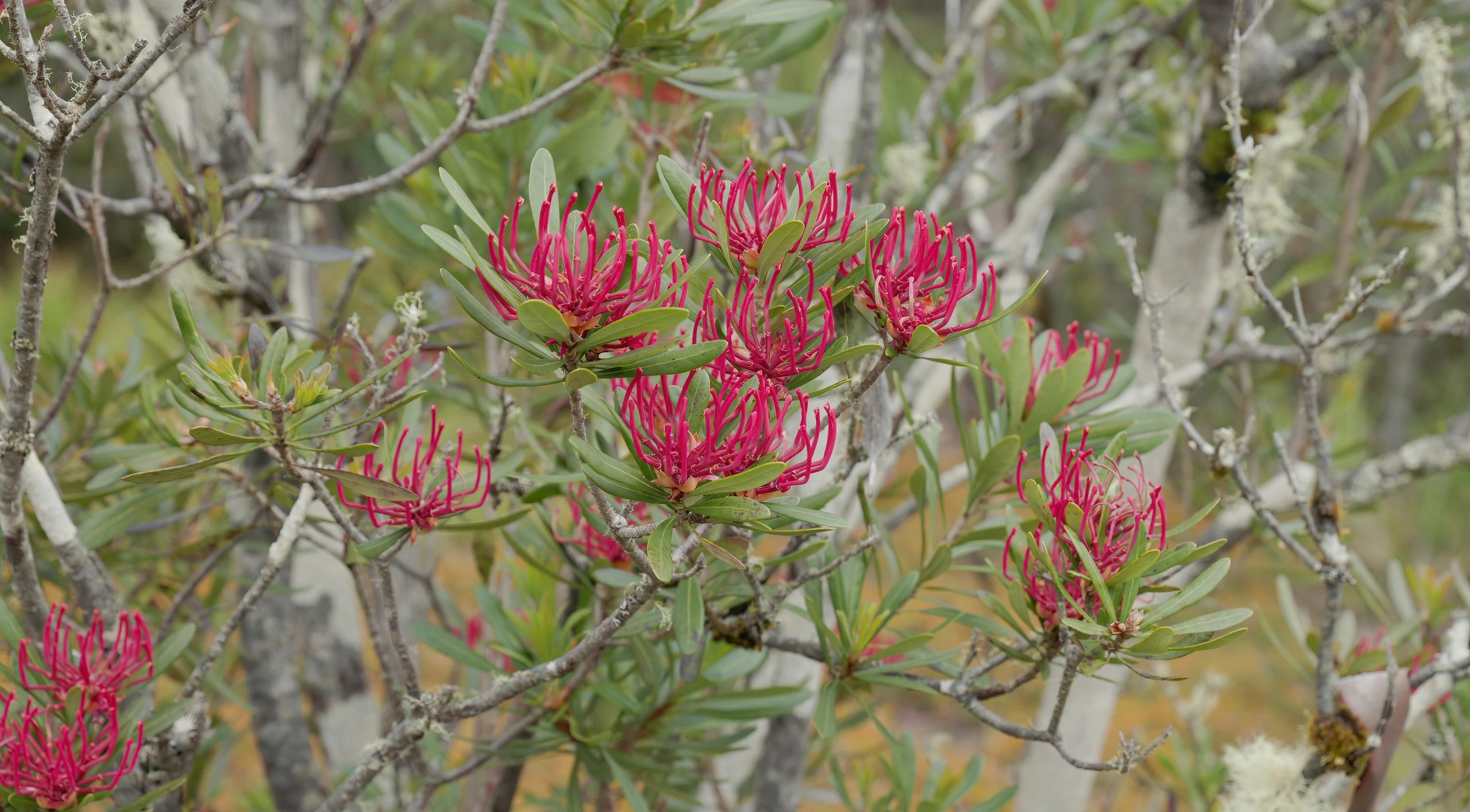 Flowering Tasmania waratah in natural landscape