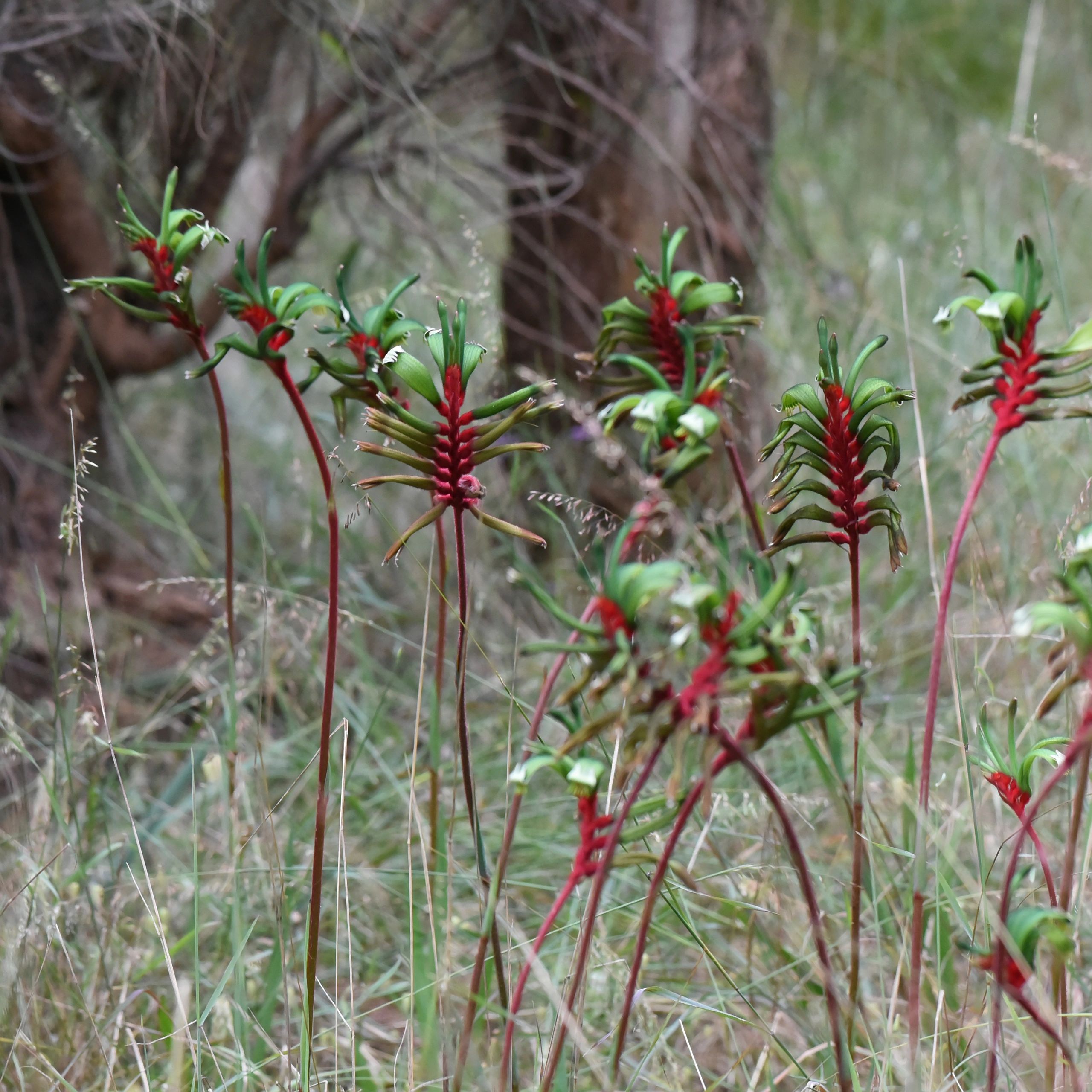 Red-and-green kangaroo paw flower detail