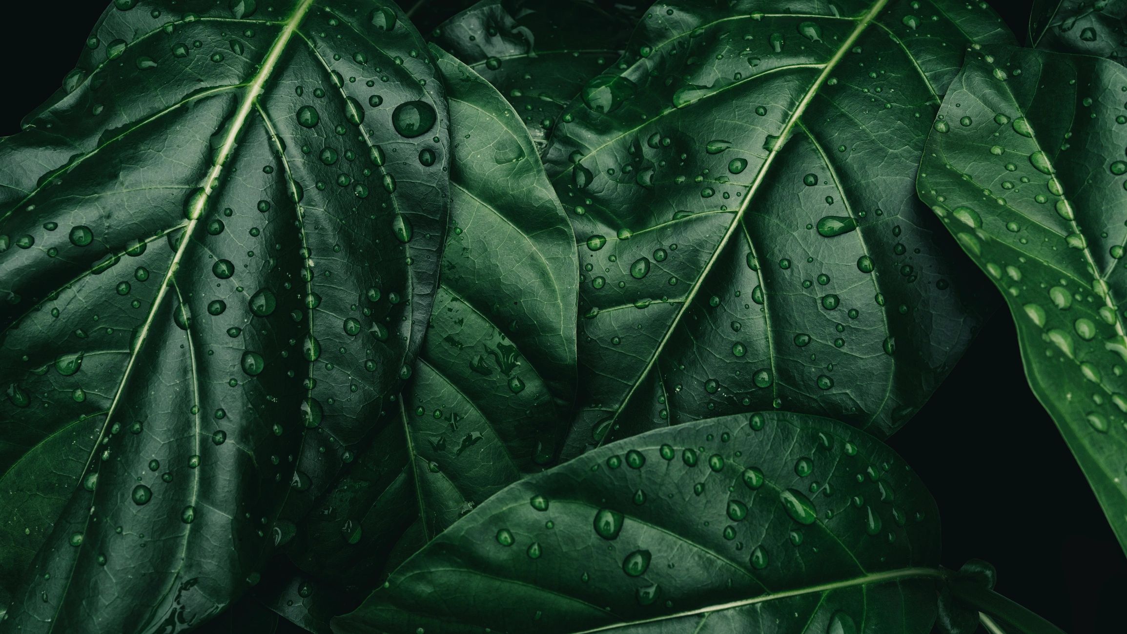Water droplets on a green leaf close-up