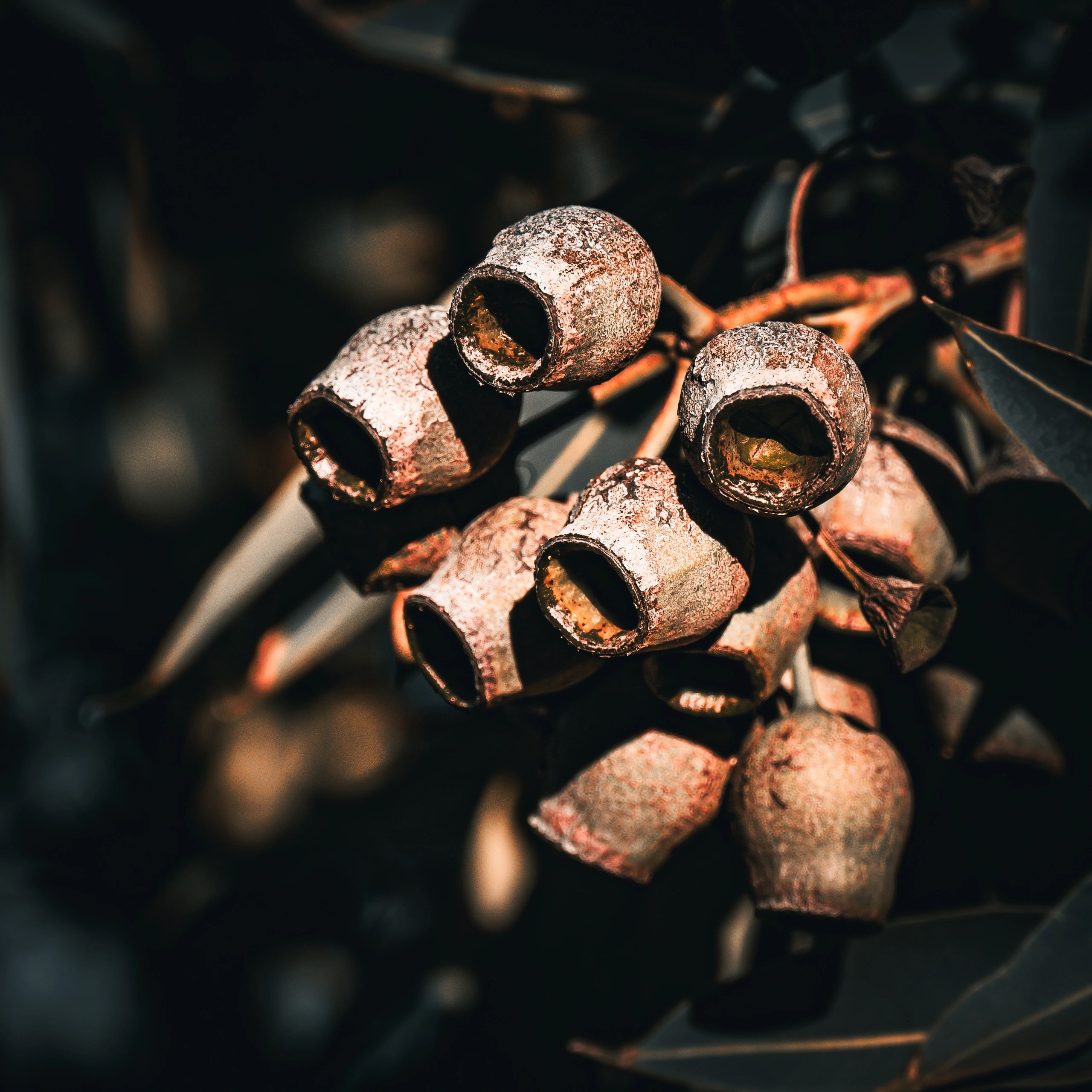 Cluster of eucalyptus gumnuts with strong light and shadow