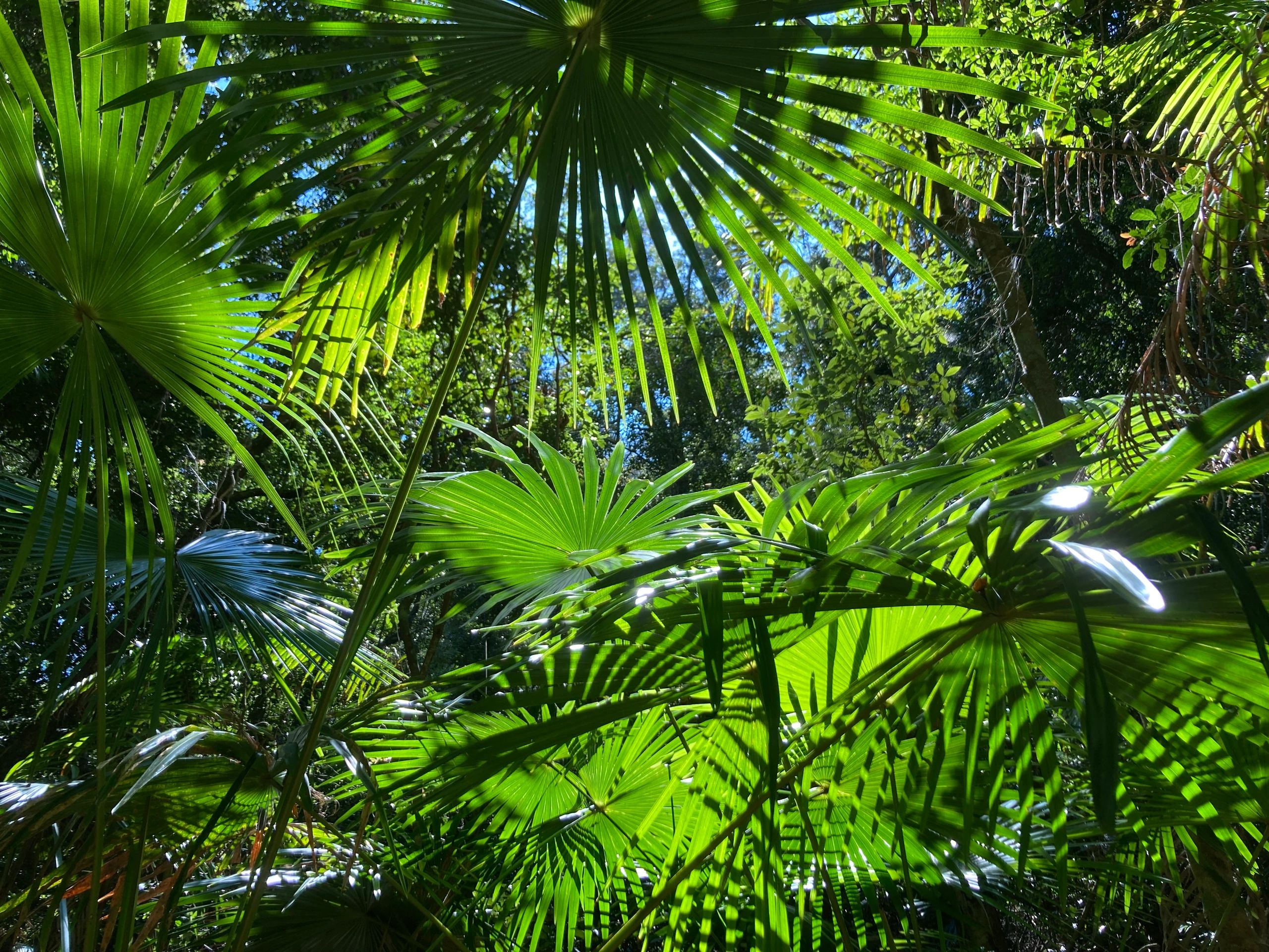 Green tropical palm fronds canopy with layered foliage