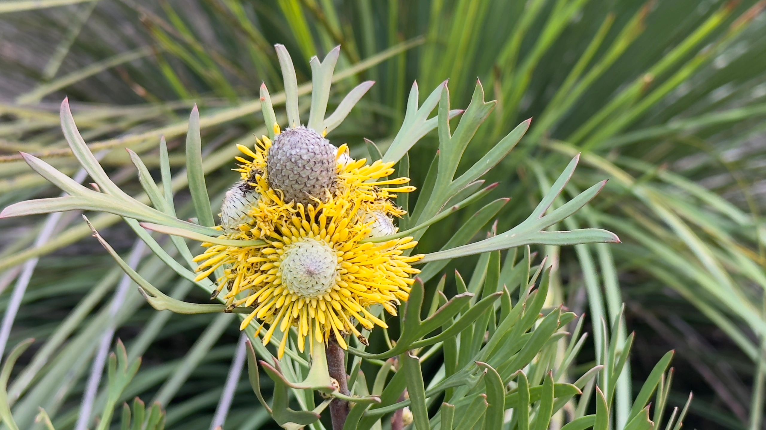 Yellow flowering Australian native Isopogon in bushland