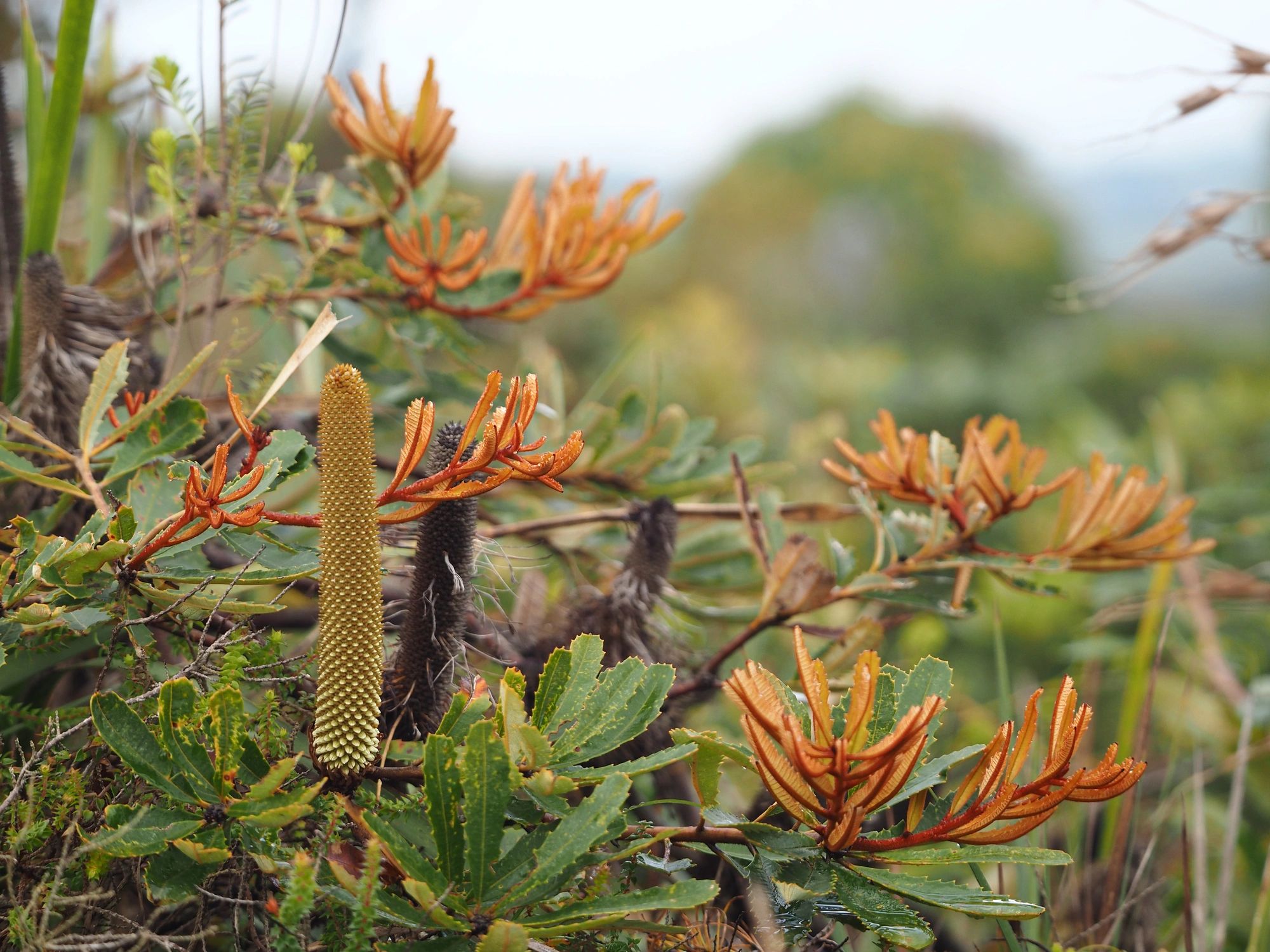 Close-up of banksia leaves and young flower spike