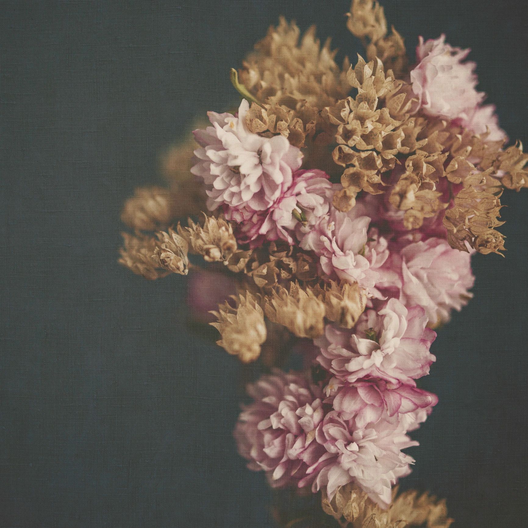 Almond blossoms arranged as an artistic botanical still life