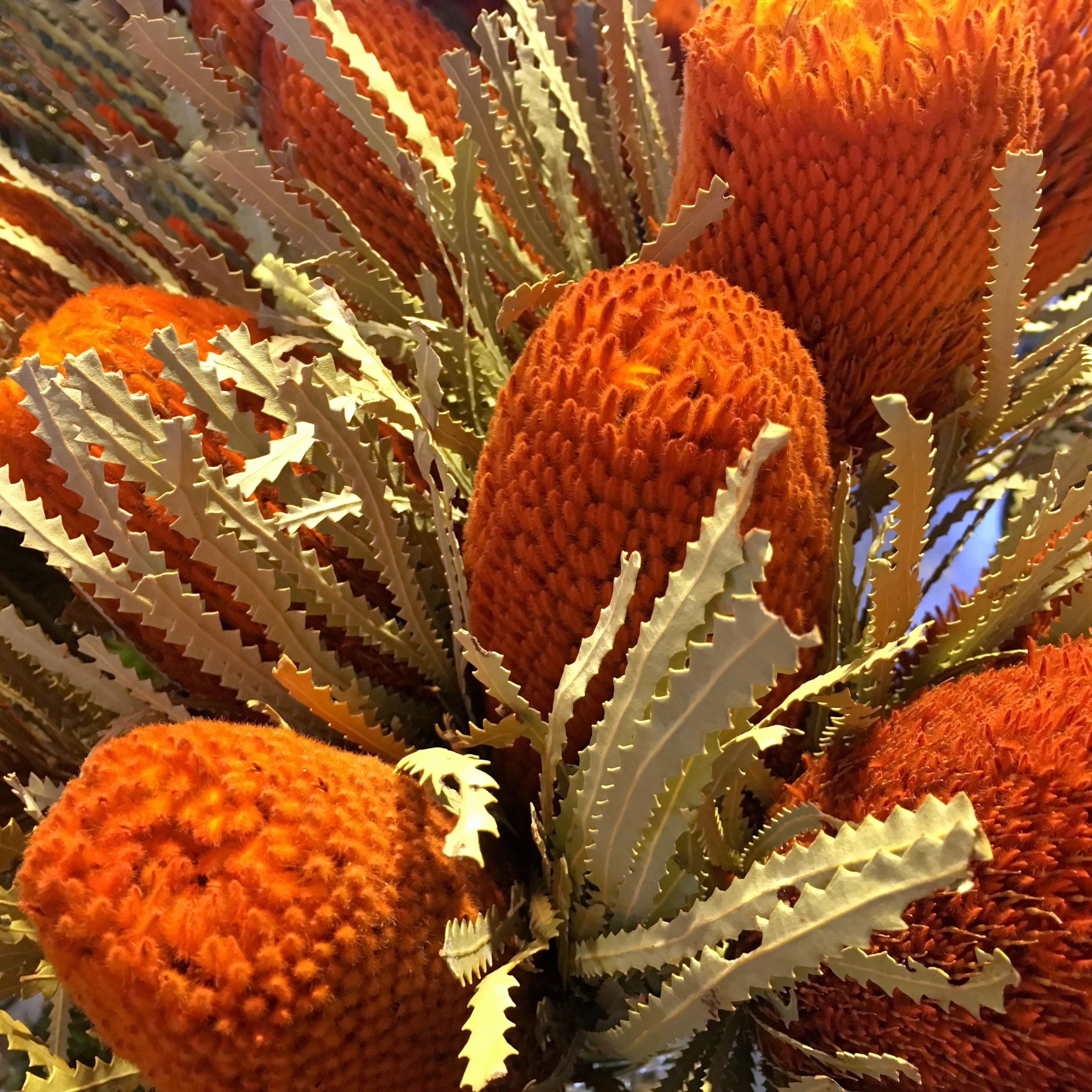 Protea flowers detail